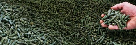 Feuchtigkeitsmessung in Futtermitteln