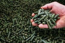 Animal feed